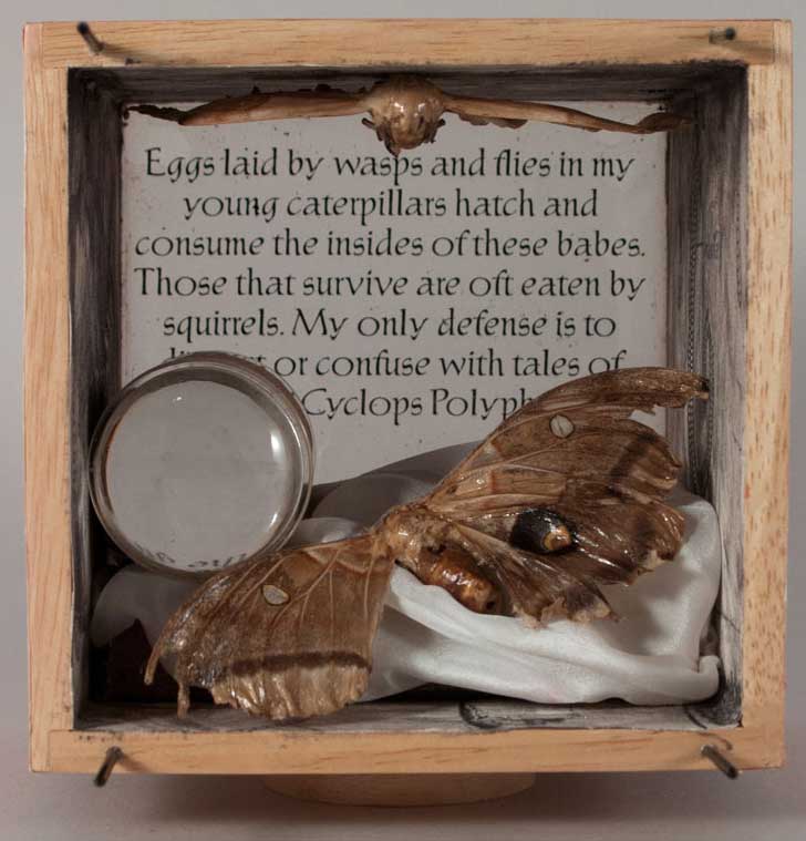 Polyphemus Box